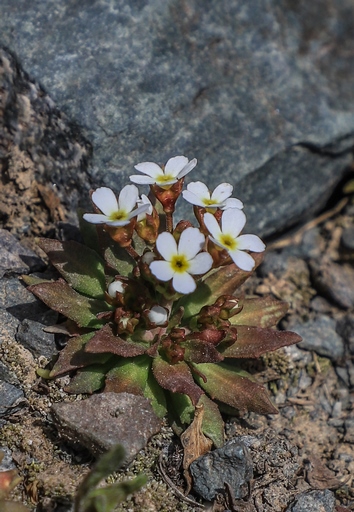 Androsace fedtschenkoi